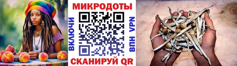 Галлюциногенные грибы Psilocybe Руза